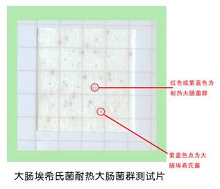 大肠埃希氏菌耐热大肠菌群测试片